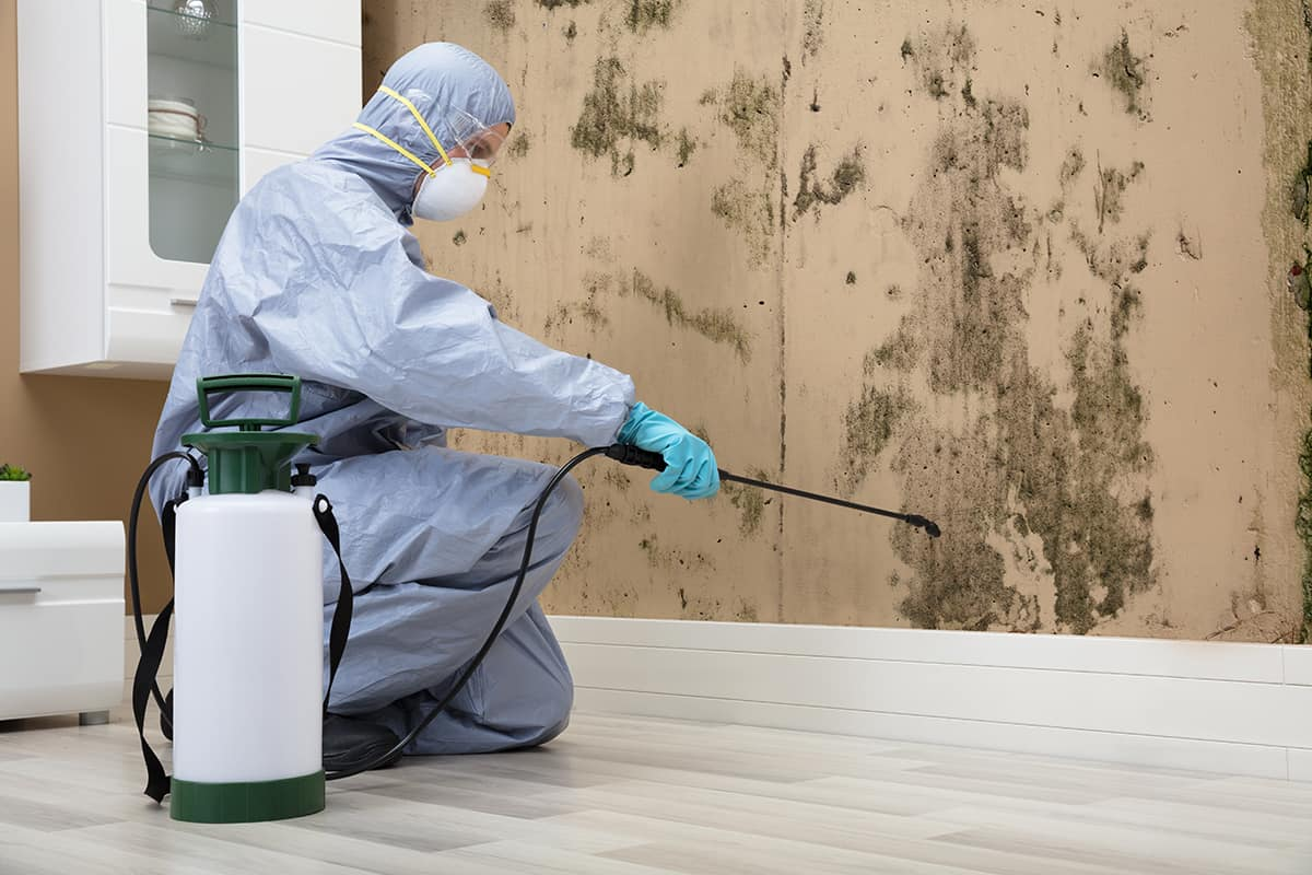 mold remediation
